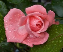 Дождь покапал и прошёл ... (3) / Дождь покапал и прошёл ... 
Роза садовая.