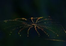 Дрожали струны на ветру,играя музыку закату... / Приятного просмотра...