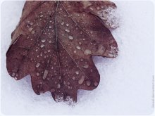 frozen.drops / [2009г]