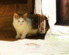 В тени палящего солнца / жарко не только людям...