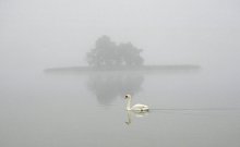 Лебедь / туман
