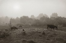 коровы и Володя в тумане / ***