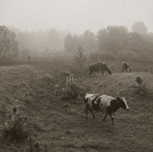 коровы и Володя в тумане2 / ***