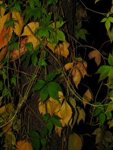Осенние ночные листья / ***