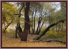 Лесные зарисовки / ***