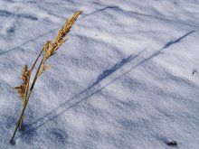 цень на першым снезе / ***