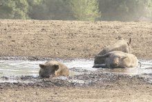 Новогодние зарисовки или как нужно себя вести в год Свиньи / ***