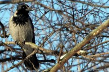 Дневной дозор / ***