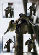 Драка за обед (из жизни синиц) / *****