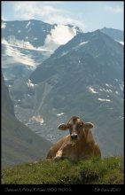 AlpenMilch / Австрия, спуск с горного озера Риффлзее, высота около 1800-1900 м над уровнем моря. Июль 2010г.
:) Альпийские коровы далеко не пятнистые, как в рекламе про Милку шоколад :)