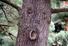 И у деревьев бывают лица... / В парке