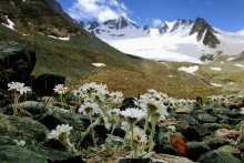 Альпийскии луга / ледник Ала-Арча 
на снимки альпийскии ромашки высокогорные цветы
растут на высоте выше 3000м.