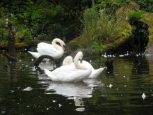 Swans / swan lake