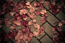 Красная осень. / Red Autumn | Leaves