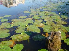 Кувшинки в пруду. / Такую красоту можно найти у своих ног.