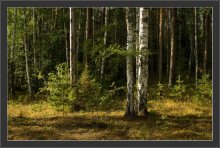 В вечернем свете. / лес. вечер.