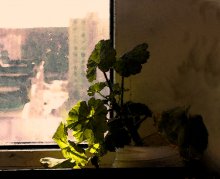 Из серии "Перед окном" / перед окном