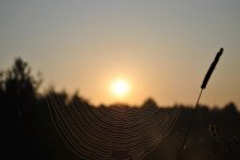 Утро в сетях / конец августа, всё поле в подобных паутинах, но как чудесно это на рассвете...