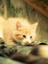 &nbsp; / рыжий котенок