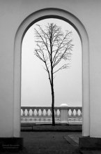 Одиночество / Дерево в арке дворца Мон плезир