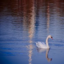 Last swan leaves home / Москва, Царицынский пруд, 2009