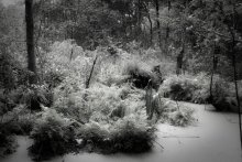 Болото / Обесцвечивал в Adobe Photoshop Lightroom 2.6.