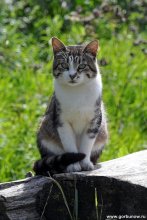 Барсик / Кашинский котэ :)