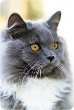 Котячий портрет / Котенок