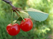 Черешенка / Летний солнечный день