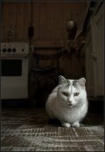 портрет ... / На летней кухне у любимой тещи ...