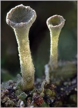 Трубы. (но не дымят) / Да. Лишайник. Кладония бесформенная (Cladonia deformis Hoffm). Рост &quot;труб&quot; около 20 мм.