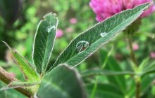 Утренняя роса. / Canon PowerShot SX120 IS мыльница