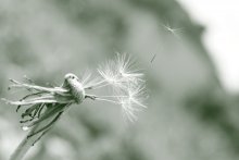 Вернись... / Одуванчик