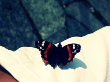 мимальотная радость / бабочка...