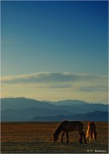 Ходят кони... / Жаланашская долина. Казахстан.