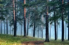 Утро в лесу / Голубая утренняя дымка подчеркивает перспективу и хорошо моделирует очертания деревьев на переднем плане
