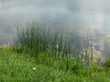 Уединение. / У воды.
Парк в Каунасе.