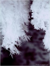 winter:frost.2 / [2010г]