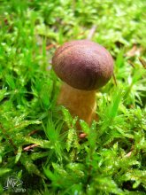 Boletus badius / леса Поречья сентябрь 2010