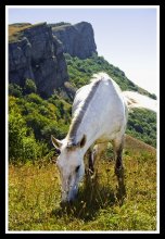 О белой лошади, что заблудилась у подножья Крымских гор, но она об этом даже и не жалеет... / Дорогами к Демерджи