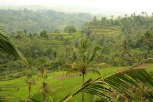 Рисовые террасы / О.Бали