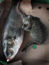 четверг - рыбный день или по Сеньке ли шапка / рыбка толстолобик 10 кг
кошка обыкновенная с характером