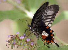 Парусник / Тропическая бабочка. Никитанский ботанический сад, Крым