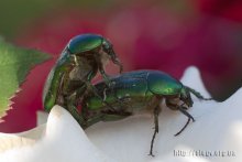 Из частной жизни насекомых / Улица красных роз