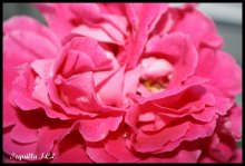 Розовый цветок / моя фотография