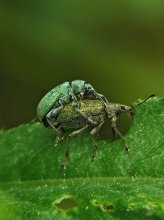 Долгоносики зеленые листовые / Phyllobius viridiaeris