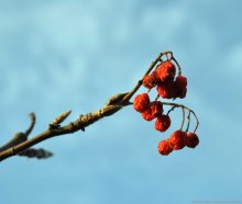 Red berries / на Цнянском водохранилище