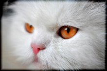 портрет кошки / моя любимая кошка)
