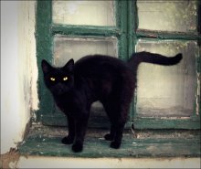 черная кошка / .....