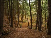 лесов таинственная сень.. / Провинциальный парк королевы Елизаветы, Онтарио